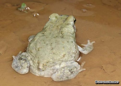 Image of Olive Toad