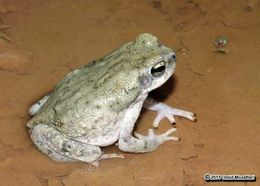 Image of Olive Toad