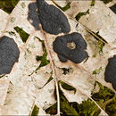 斑痣盘菌属的圖片