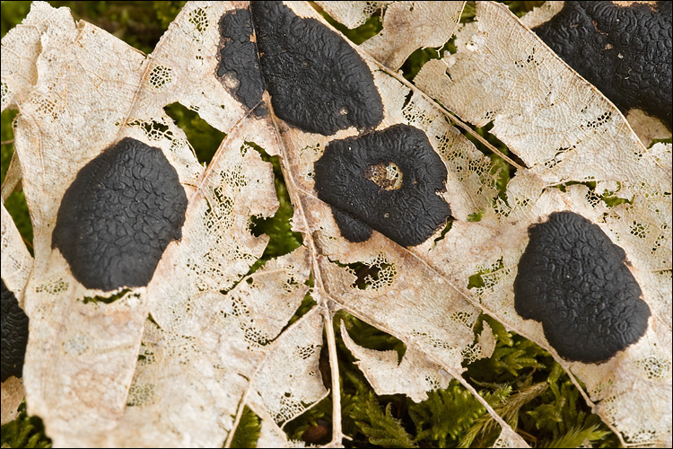 Image of European tar spot