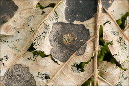 Image of European tar spot