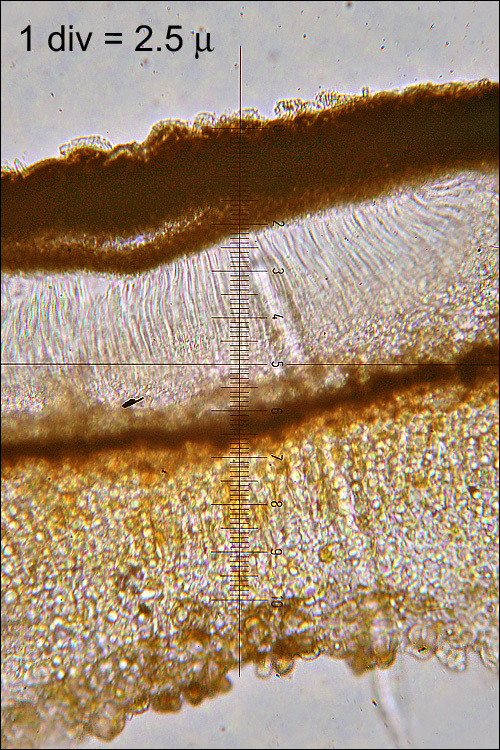 Image of European tar spot