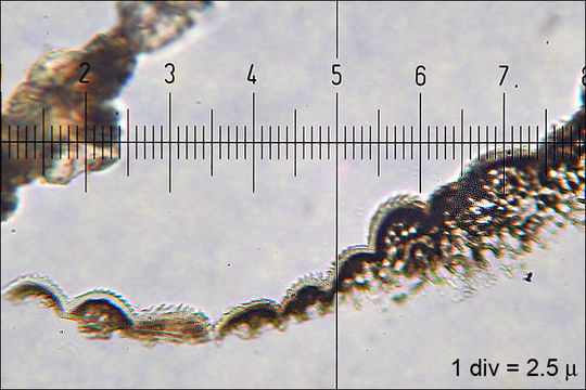 Image of European tar spot