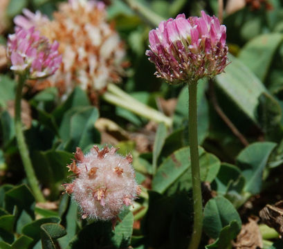 Image of strawberry clover