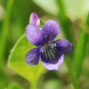 صورة Viola adunca Sm.