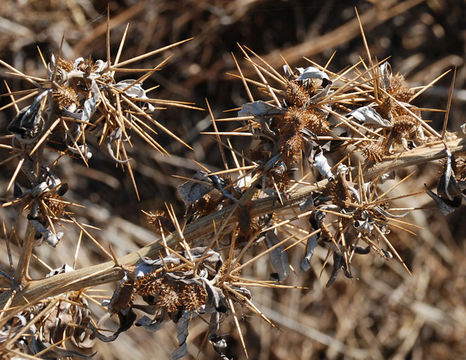 Image of Spiny Cockleburr