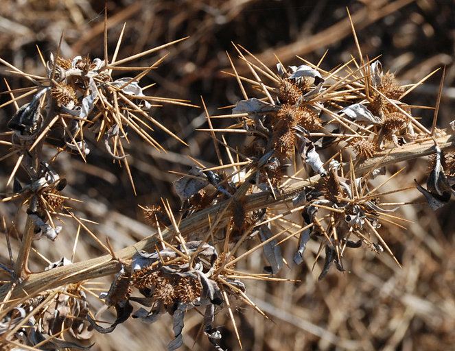 Imagem de Xanthium spinosum L.