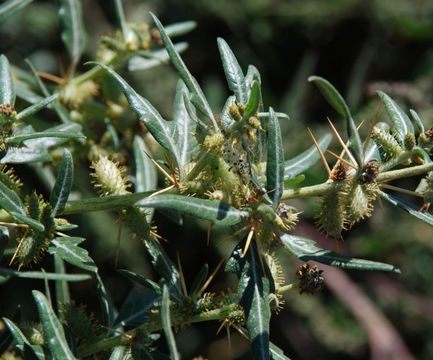 Imagem de Xanthium spinosum L.