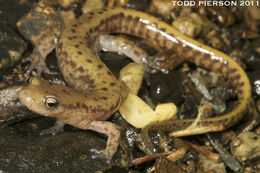 Image of Longtail Salamander