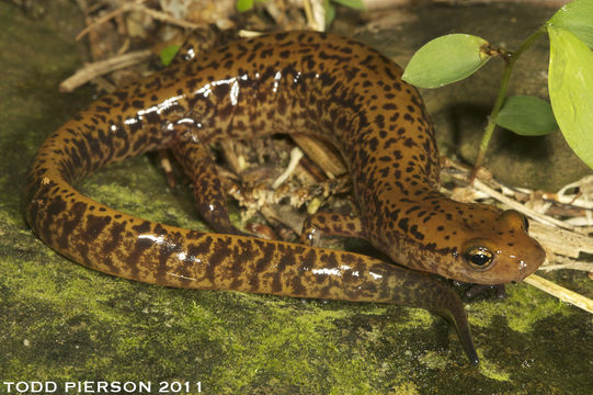 Image de Eurycea longicauda (Green 1818)