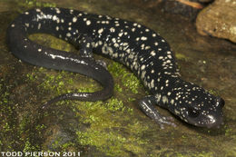 Imagem de Plethodon glutinosus (Green 1818)