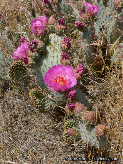 Image of Bakersfield cactus