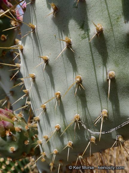 Image of Bakersfield cactus