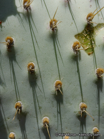 Image of Bakersfield cactus