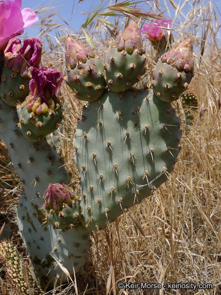 Image of Bakersfield cactus