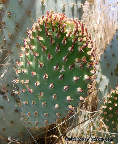 Image of Bakersfield cactus