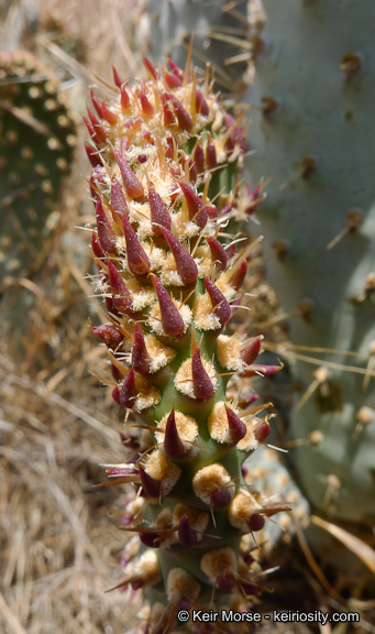 Image of Bakersfield cactus