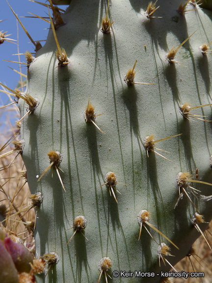 Image of Bakersfield cactus