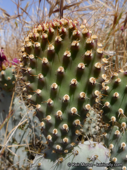 Image of Bakersfield cactus