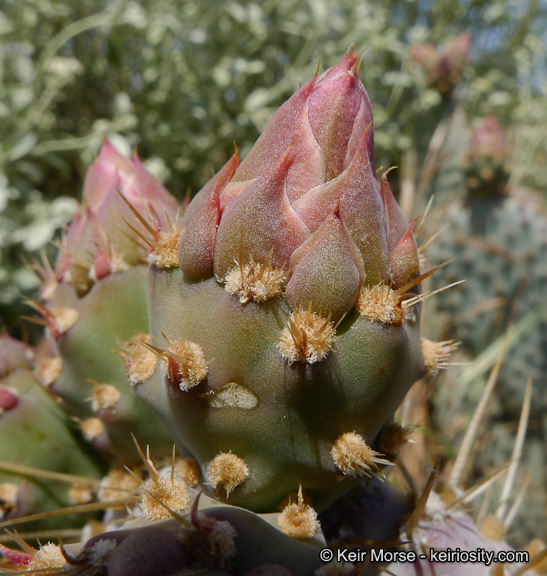 Image of Bakersfield cactus