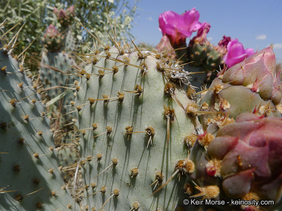 Image of Bakersfield cactus