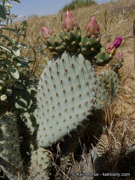 Image of Bakersfield cactus