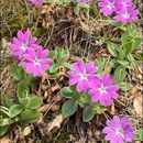 Image of Primula kitaibeliana Schott