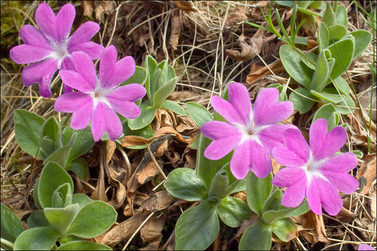 Image of Primula kitaibeliana Schott