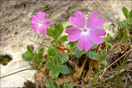 Image of Primula kitaibeliana Schott