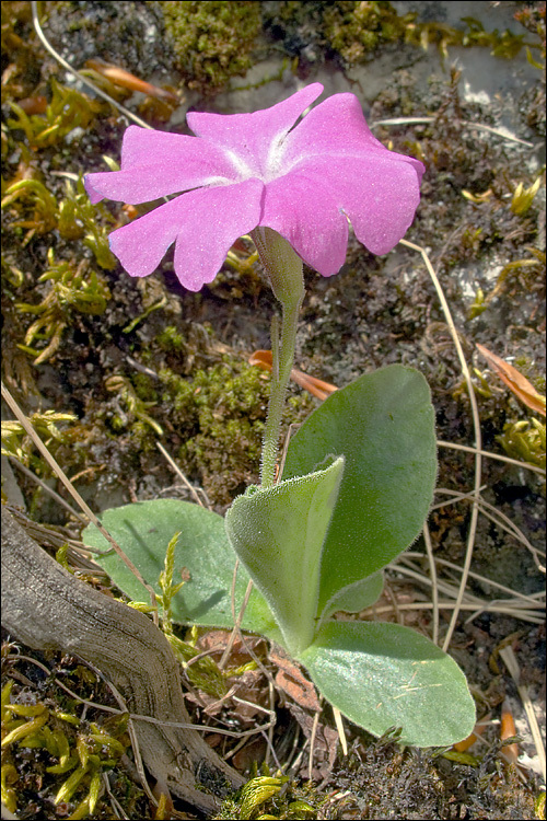 Image of Primula kitaibeliana Schott