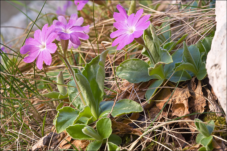 Image of Primula kitaibeliana Schott