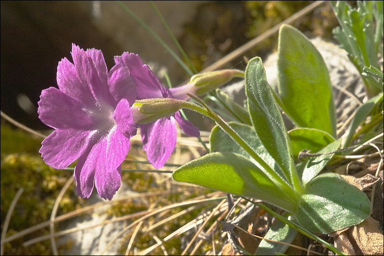 Image of Primula kitaibeliana Schott