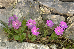 Image of Primula kitaibeliana Schott