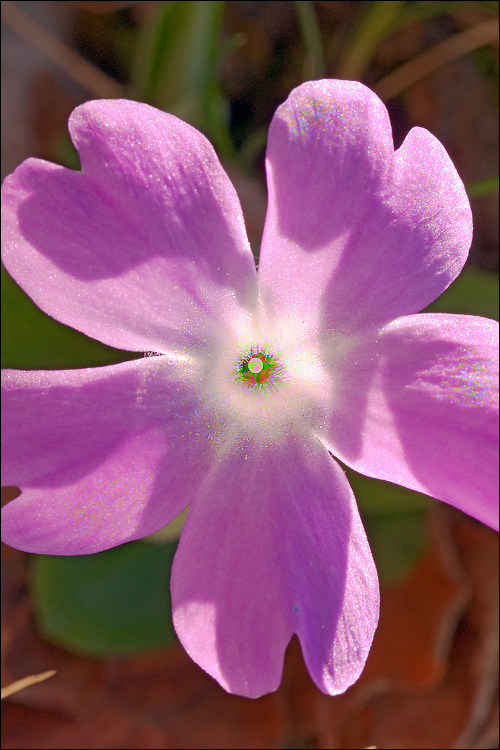 Image of Primula kitaibeliana Schott