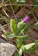 Image of Primula kitaibeliana Schott