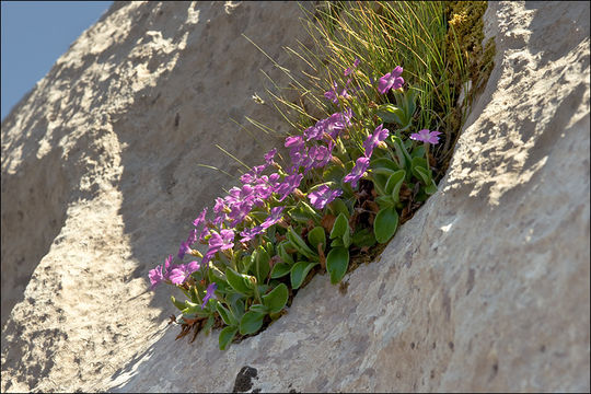 Image of Primula kitaibeliana Schott