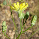 Image of Crepis pulchra L.