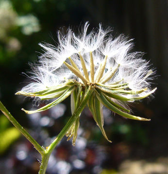 Image of smallflower hawksbeard