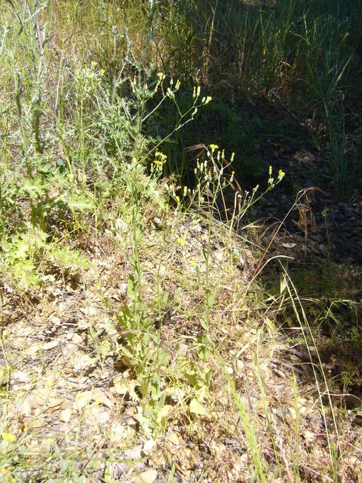 Image of smallflower hawksbeard