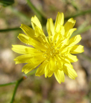 Image of smallflower hawksbeard