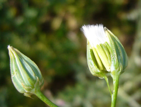 Image of smallflower hawksbeard