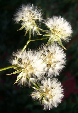 Image of smallflower hawksbeard