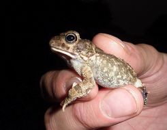 Image of Common African toad