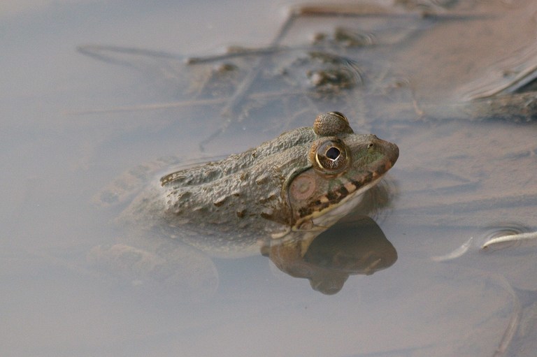 Image of African Groove-crowned Frog