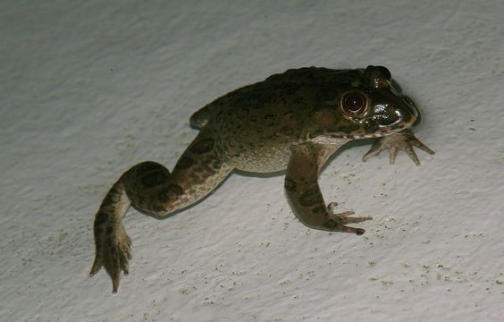 Image of African Groove-crowned Frog