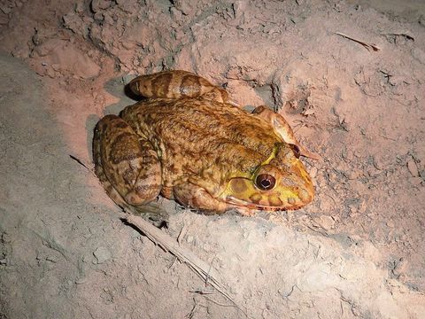 Image of African Groove-crowned Frog