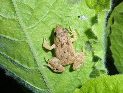 Image of Natal Dwarf Puddle Frog