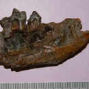 Image of <i>Borophagus littoralis</i>