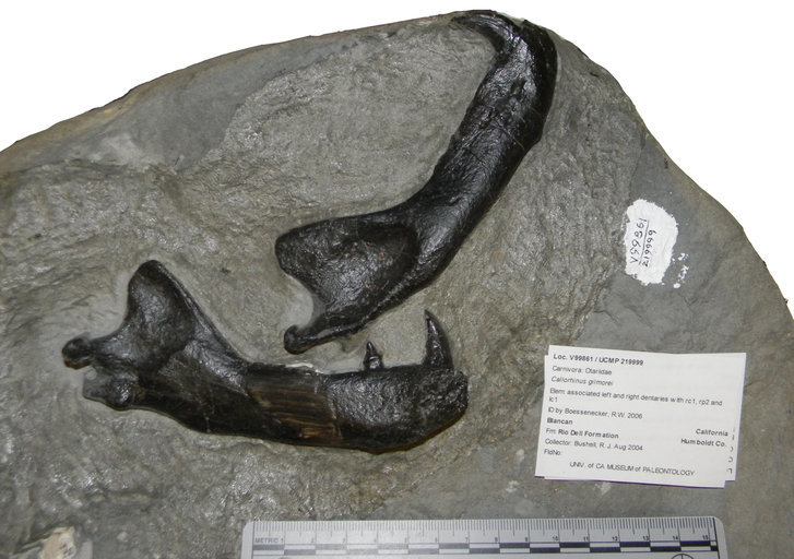 Image of <i>Callorhinus gilmorei</i>