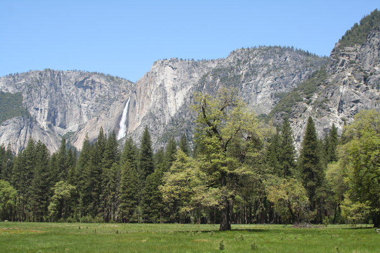 Image of California black oak